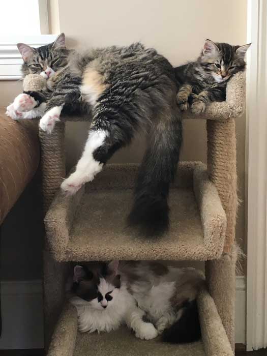 All three cats on the condo today--looking at little crowded at the top!