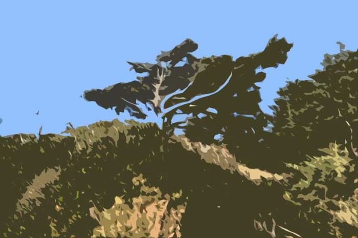 tree-smudge-cutout