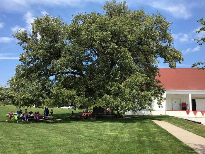 Morton Oak on the farm's grounds